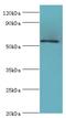 Kruppel Like Factor 4 antibody, MBS1495821, MyBioSource, Western Blot image 