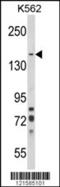 Sortilin Related VPS10 Domain Containing Receptor 1 antibody, 63-617, ProSci, Western Blot image 