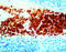 Glycophorin A (MNS Blood Group) antibody, GTX27503, GeneTex, Immunohistochemistry paraffin image 