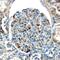Endothelin Converting Enzyme 1 antibody, PA5-47201, Invitrogen Antibodies, Immunohistochemistry paraffin image 