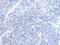 BTG Anti-Proliferation Factor 4 antibody, PA5-67522, Invitrogen Antibodies, Immunohistochemistry frozen image 