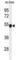 Phenylalanine Hydroxylase antibody, abx032343, Abbexa, Western Blot image 