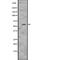 Cyclin A2 antibody, abx146707, Abbexa, Western Blot image 