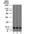 Galectin 1 antibody, 33-582, ProSci, Western Blot image 