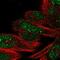 DEAH-Box Helicase 35 antibody, PA5-66518, Invitrogen Antibodies, Immunofluorescence image 