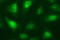 Necdin, MAGE Family Member antibody, LS-C338303, Lifespan Biosciences, Immunofluorescence image 