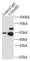 SMG9 Nonsense Mediated MRNA Decay Factor antibody, FNab01054, FineTest, Immunoprecipitation image 