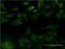GDNF Family Receptor Alpha 1 antibody, LS-C197291, Lifespan Biosciences, Immunofluorescence image 