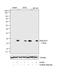 Histone Cluster 4 H4 antibody, 710810, Invitrogen Antibodies, Western Blot image 