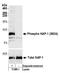 Tripartite Motif Containing 28 antibody, A304-146A, Bethyl Labs, Western Blot image 