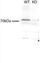 Transmembrane protein 214 antibody, 20125-1-AP, Proteintech Group, Western Blot image 