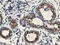Phenylethanolamine N-methyltransferase antibody, LS-C172905, Lifespan Biosciences, Immunohistochemistry frozen image 