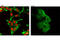 Androgen Receptor antibody, 8956S, Cell Signaling Technology, Immunocytochemistry image 