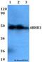Abhydrolase Domain Containing 3 antibody, LS-C411807, Lifespan Biosciences, Western Blot image 