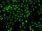F-Box Protein 32 antibody, orb137037, Biorbyt, Immunofluorescence image 