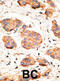 Gap Junction Protein Alpha 1 antibody, abx028495, Abbexa, Immunohistochemistry frozen image 