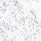 Tripartite Motif Containing 28 antibody, A300-767A, Bethyl Labs, Immunohistochemistry frozen image 