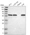 Kelch Like Family Member 5 antibody, NBP1-91102, Novus Biologicals, Western Blot image 