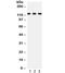 Phospholipase D1 antibody, R32213, NSJ Bioreagents, Western Blot image 
