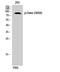 Death Domain Associated Protein antibody, A00439S668-1, Boster Biological Technology, Western Blot image 