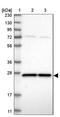 Rho GDP Dissociation Inhibitor Alpha antibody, NBP1-92333, Novus Biologicals, Western Blot image 