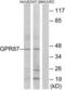 G Protein-Coupled Receptor 87 antibody, LS-C120725, Lifespan Biosciences, Western Blot image 