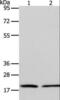 Anaphase Promoting Complex Subunit 13 antibody, LS-C401257, Lifespan Biosciences, Western Blot image 