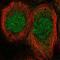 Mesoderm posterior protein 1 antibody, PA5-67086, Invitrogen Antibodies, Immunofluorescence image 