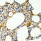 Interleukin 9 antibody, STJ24196, St John