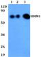 ER Degradation Enhancing Alpha-Mannosidase Like Protein 1 antibody, A04973, Boster Biological Technology, Western Blot image 