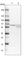 Coenzyme A Synthase antibody, HPA022875, Atlas Antibodies, Western Blot image 