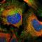 PTPRF Interacting Protein Alpha 1 antibody, HPA008272, Atlas Antibodies, Immunofluorescence image 