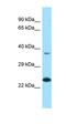 Ependymin Related 1 antibody, orb326461, Biorbyt, Western Blot image 