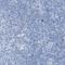 Lymphocyte Activating 3 antibody, NBP1-85781, Novus Biologicals, Immunohistochemistry paraffin image 