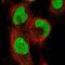 Anaphase Promoting Complex Subunit 11 antibody, PA5-55709, Invitrogen Antibodies, Immunofluorescence image 