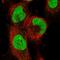 Anaphase Promoting Complex Subunit 11 antibody, PA5-55709, Invitrogen Antibodies, Immunofluorescence image 