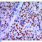 GATA Binding Protein 1 antibody, LS-C812615, Lifespan Biosciences, Immunohistochemistry paraffin image 