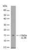 Microtubule Associated Protein 1 Light Chain 3 Beta antibody, 710014, Invitrogen Antibodies, Western Blot image 