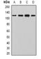 Salt Inducible Kinase 2 antibody, abx142224, Abbexa, Western Blot image 