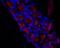 Hyperpolarization Activated Cyclic Nucleotide Gated Potassium Channel 3 antibody, GTX16656, GeneTex, Immunohistochemistry frozen image 
