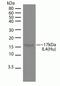 IL-4 antibody, 710041, Invitrogen Antibodies, Western Blot image 