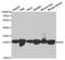 Adenylate Kinase 4 antibody, LS-C748513, Lifespan Biosciences, Western Blot image 