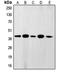 Flap Structure-Specific Endonuclease 1 antibody, orb213924, Biorbyt, Western Blot image 