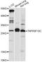 TNF Receptor Superfamily Member 10c antibody, MBS128159, MyBioSource, Western Blot image 