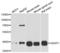 Ganglioside Induced Differentiation Associated Protein 1 antibody, LS-C334821, Lifespan Biosciences, Western Blot image 
