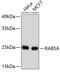 RAB5A, Member RAS Oncogene Family antibody, 13-932, ProSci, Western Blot image 