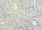 Paired Box 6 antibody, LS-C376285, Lifespan Biosciences, Immunohistochemistry paraffin image 