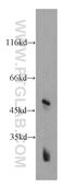 G Protein-Coupled Receptor 137 antibody, 11929-1-AP, Proteintech Group, Western Blot image 