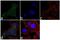 Serine/threonine-protein kinase LATS1 antibody, 711149, Invitrogen Antibodies, Immunofluorescence image 