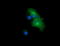 Chromogranin A antibody, TA506098BM, Origene, Immunofluorescence image 